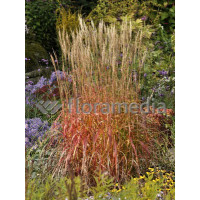 Miskant chiński 'Ghana' | Miscanthus sinensis