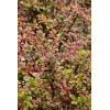 Berberys Thunberga 'Natasza' | Berberis thunbergii