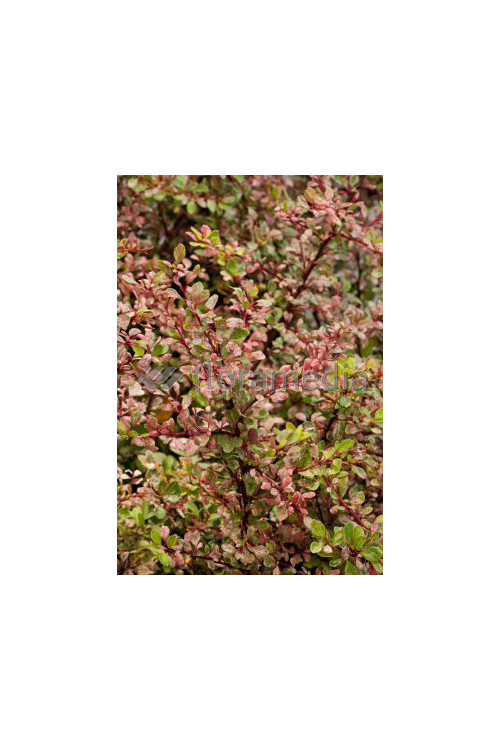 Berberys Thunberga 'Natasza' | Berberis thunbergii