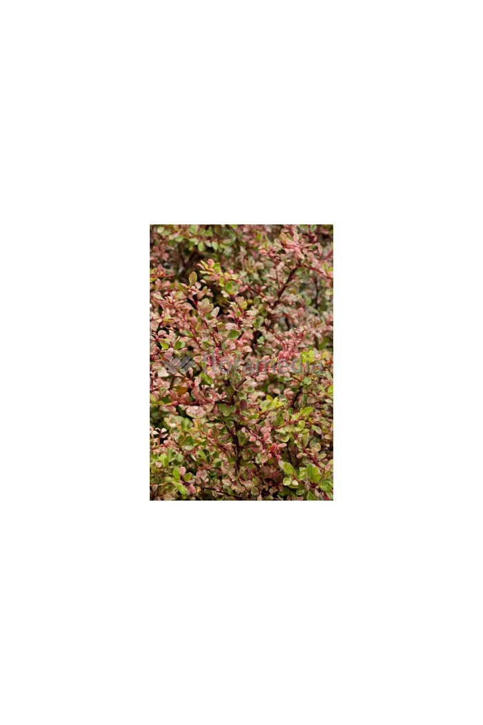 Berberys Thunberga 'Natasza' | Berberis thunbergii