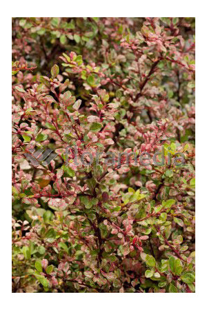 Berberys Thunberga 'Natasza' | Berberis thunbergii