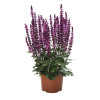 Szałwia omszona 'Midnight Rose' | Salvia nemorosa