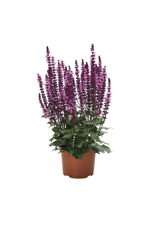 Szałwia omszona 'Midnight Rose' | Salvia nemorosa
