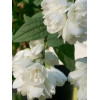 Jaśminowiec 'Little White Love' | Philadelphus