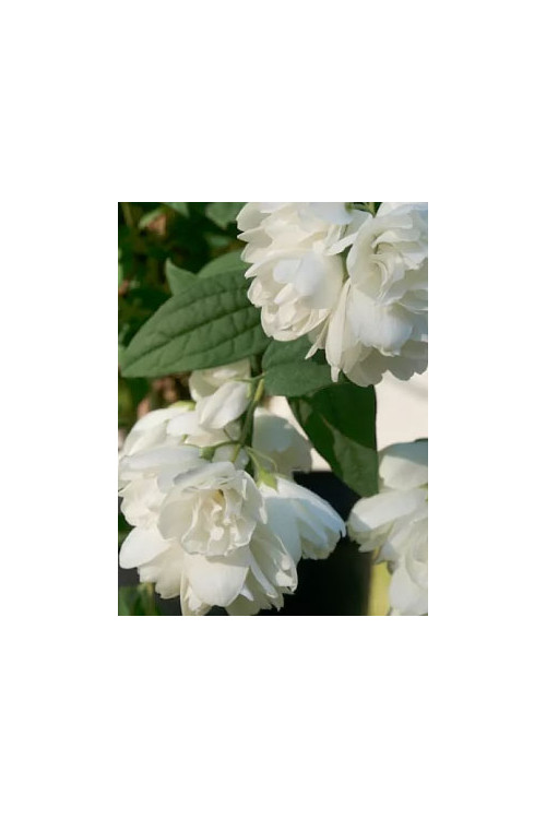 Jaśminowiec 'Little White Love' | Philadelphus