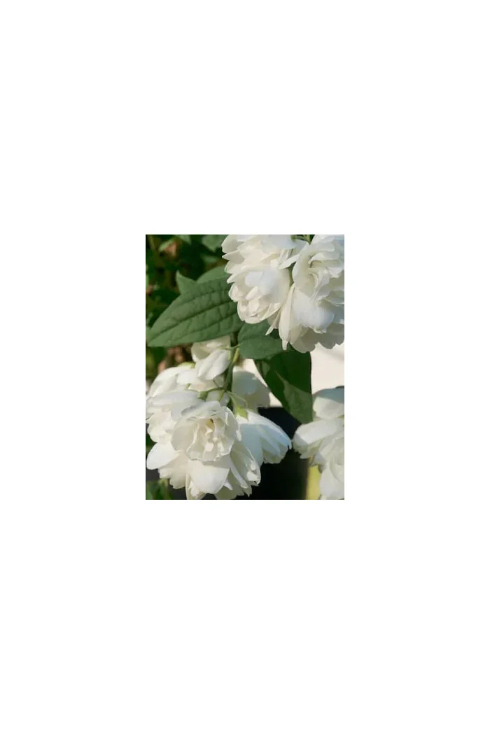 Jaśminowiec 'Little White Love' | Philadelphus