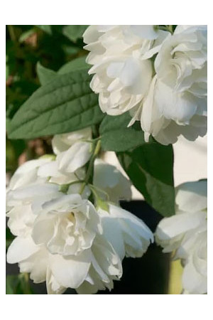 Jaśminowiec 'Little White Love' | Philadelphus