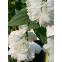Jaśminowiec 'Little White Love' | Philadelphus