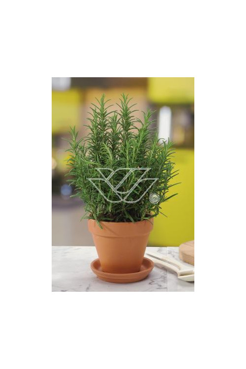 Rozmaryn Rosmarinus officinalis 'Upright'