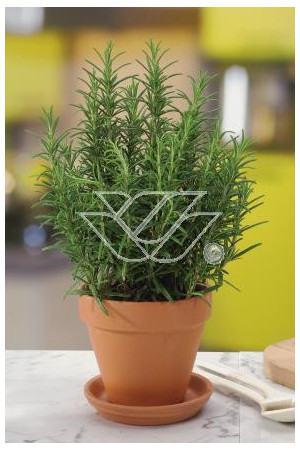 Rozmaryn Rosmarinus officinalis 'Upright'