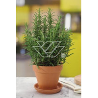 Rozmaryn Rosmarinus officinalis 'Upright'