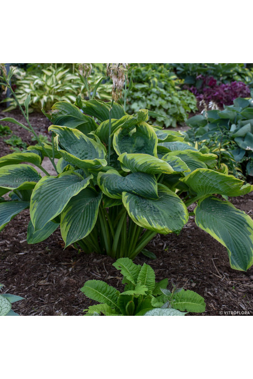 Funkia 'Shadowland® Wu La La'| Hosta