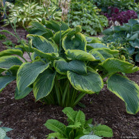 Funkia 'Shadowland® Wu La La'| Hosta