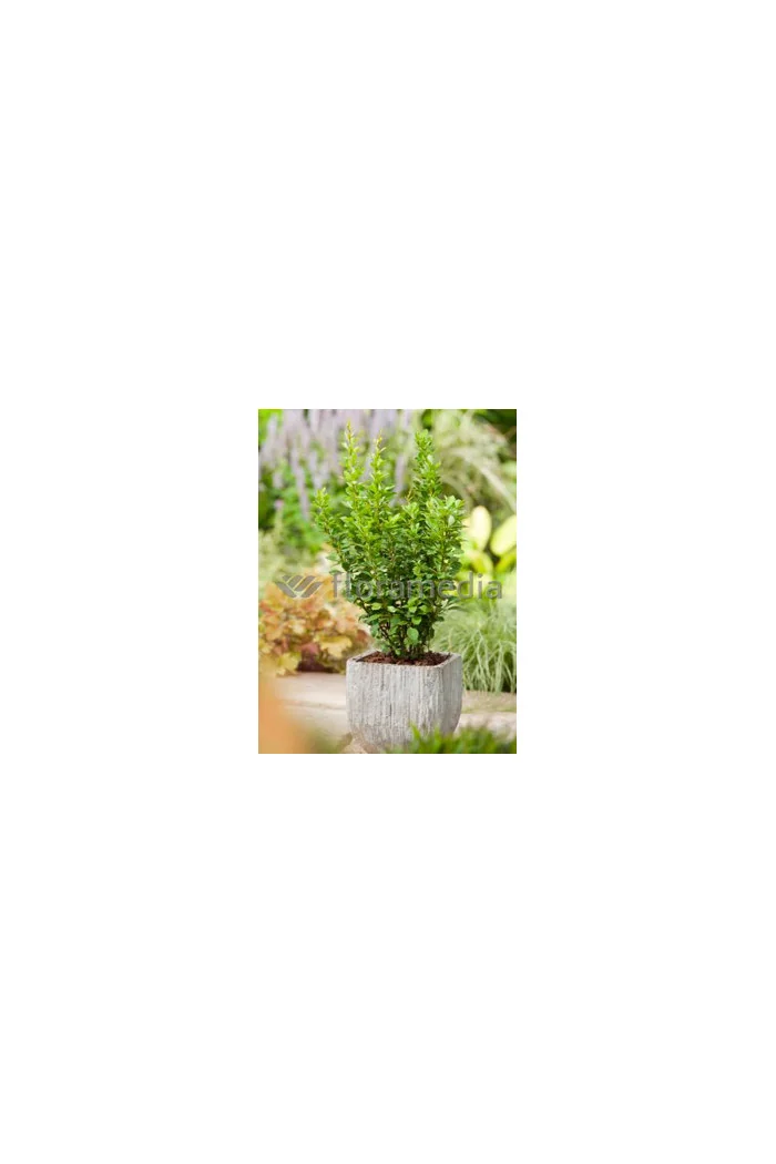 Berberys Thunberga 'PowWow' Berberis thunbergii