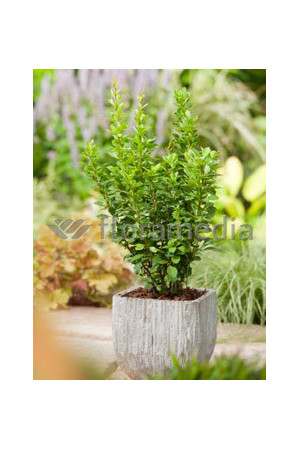 Berberys Thunberga 'PowWow' Berberis thunbergii