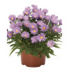 Aster 'Island Barbados' Aster