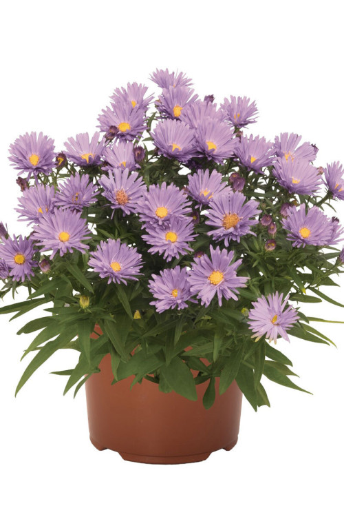 Aster 'Island Barbados' Aster