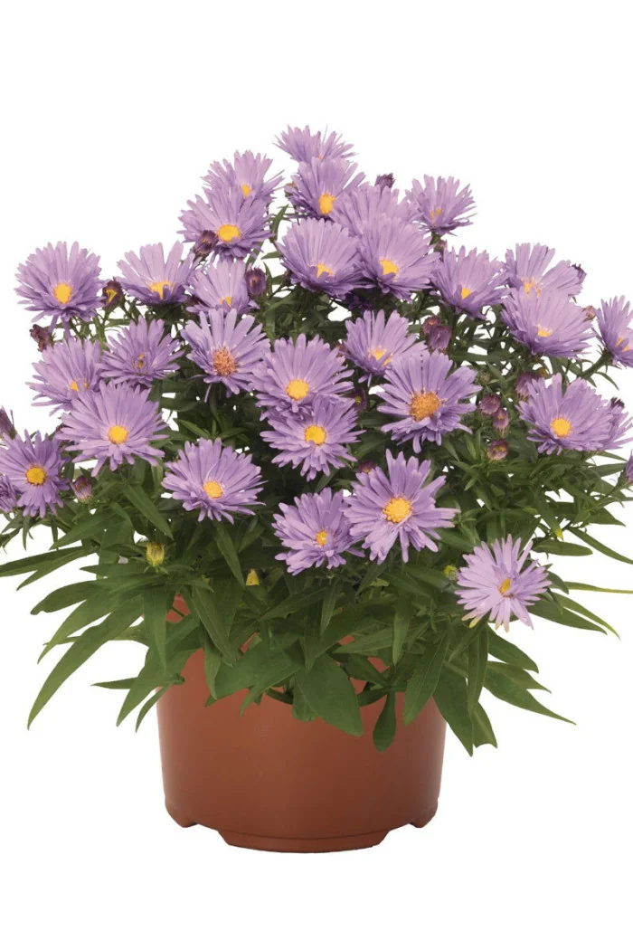 Aster 'Island Barbados' Aster