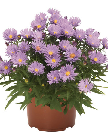 Aster 'Island Barbados' Aster