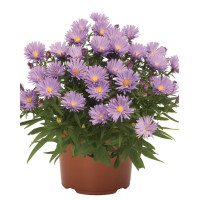 Aster 'Island Barbados' Aster
