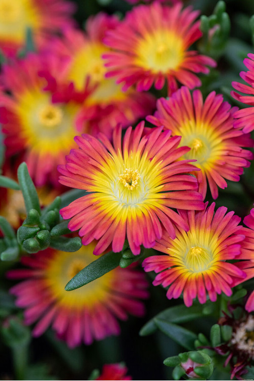 Słonecznica 'Solstice Scarlet Red' | Delosperma