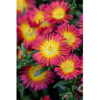 Słonecznica 'Solstice Scarlet Red' | Delosperma