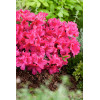 Azalia japońska 'Georg Arends' | Azalea japonica