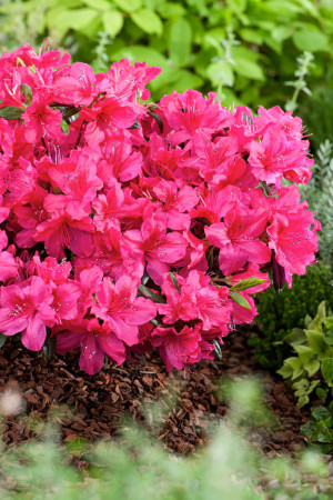 Azalia japońska 'Georg Arends' | Azalea japonica