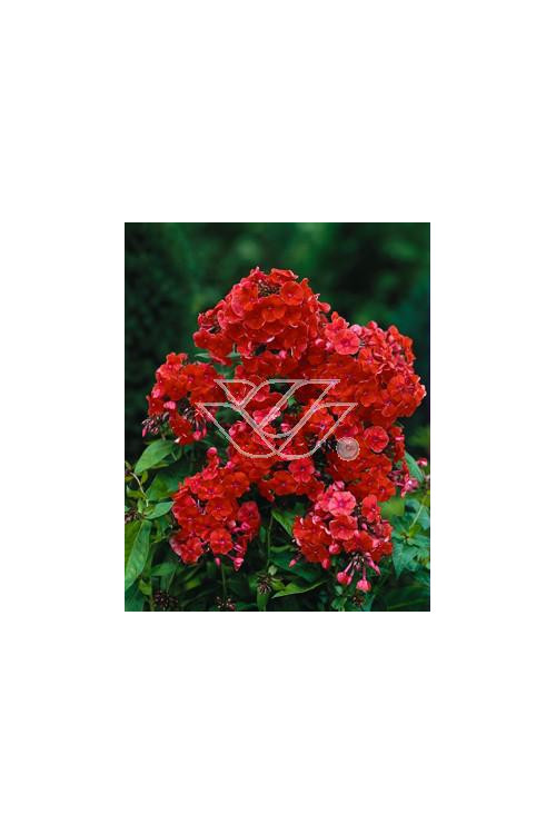 Floks wiechowaty 'Orange Perfection' | Phlox panniculata