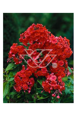 Floks wiechowaty 'Orange Perfection' | Phlox panniculata