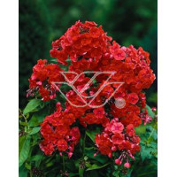 Floks wiechowaty 'Orange Perfection' | Phlox panniculata