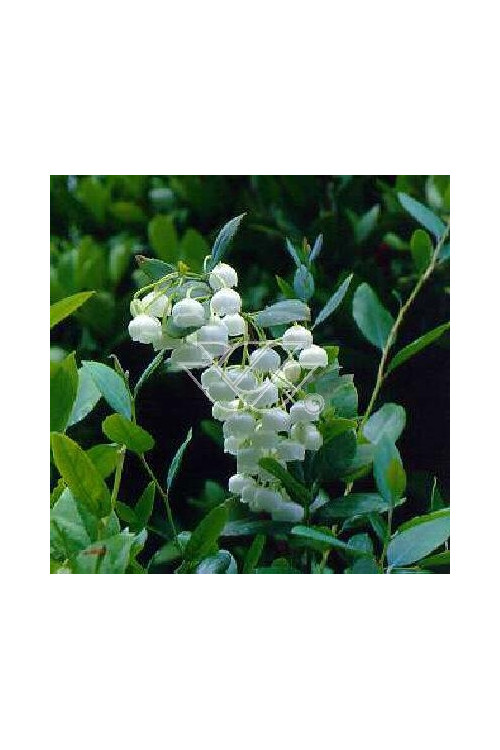 Zenobia | Zenobia pulverulenta