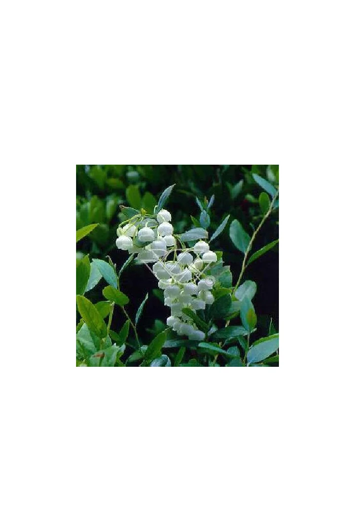 Zenobia | Zenobia pulverulenta