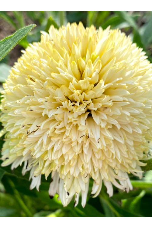 Jeżówka 'Delightful Lace' | Echinacea