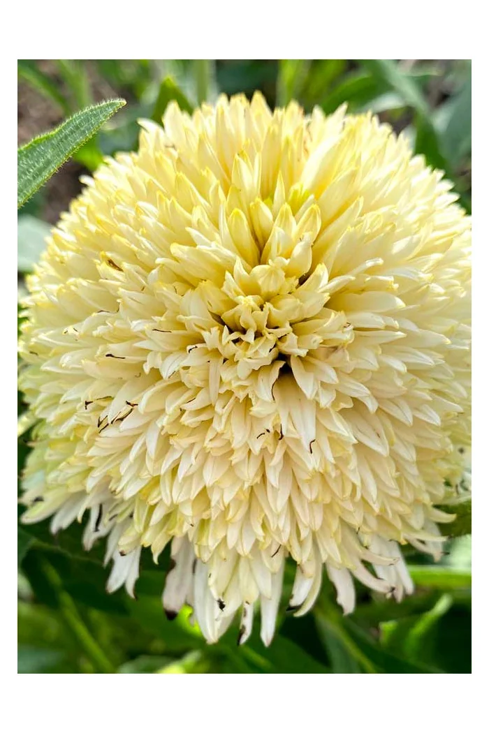 Jeżówka 'Delightful Lace' | Echinacea