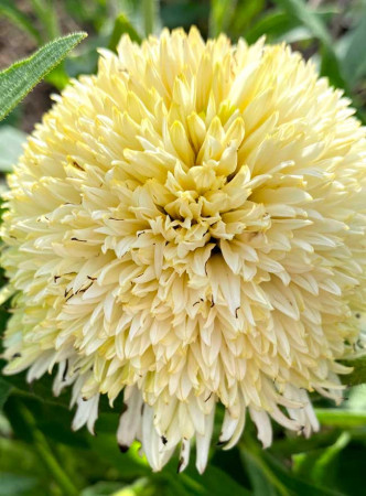 Jeżówka 'Delightful Lace' | Echinacea