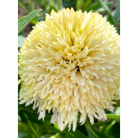 Jeżówka 'Delightful Lace' | Echinacea