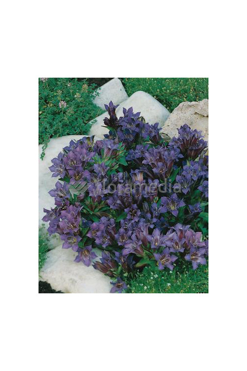 Goryczka siedmiodzielna Gentiana septemfida var. Lagodechiana Select