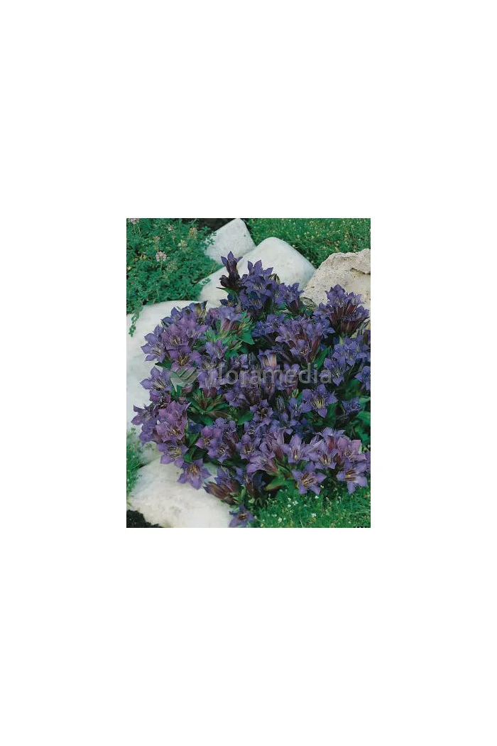 Goryczka siedmiodzielna Gentiana septemfida var. Lagodechiana Select