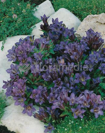 Goryczka siedmiodzielna Gentiana septemfida var. Lagodechiana Select