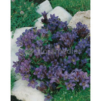 Goryczka siedmiodzielna Gentiana septemfida var. Lagodechiana Select