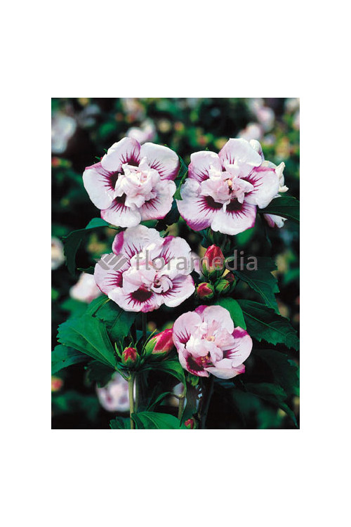 Ketmia syryjska 'Lady Stanley' | Hibiscus syriacus
