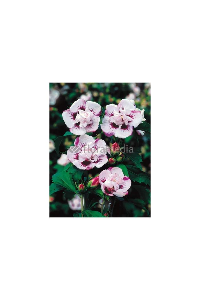 Ketmia syryjska 'Lady Stanley' | Hibiscus syriacus