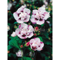 Ketmia syryjska 'Lady Stanley' | Hibiscus syriacus