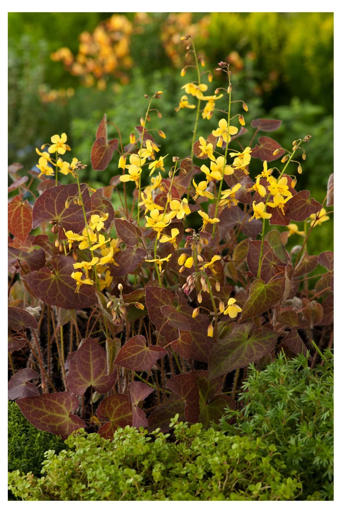 Epimedium 'Frohnleiten' | Epimedium perralchicum