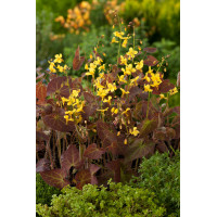 Epimedium 'Frohnleiten' | Epimedium perralchicum
