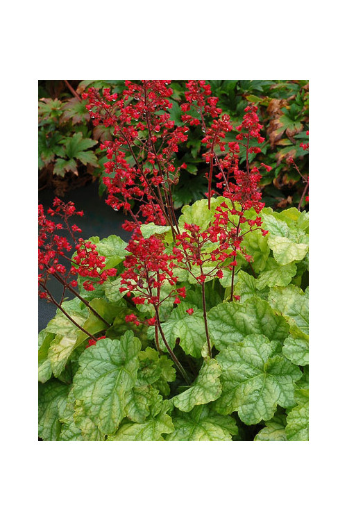 żurawka, żurawka Tokyo, heuchera