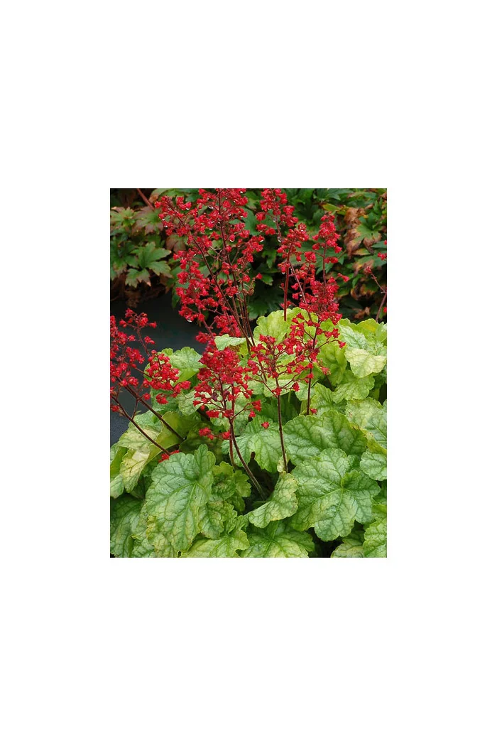 żurawka, żurawka Tokyo, heuchera