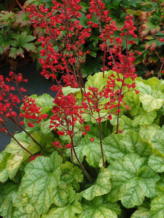 żurawka, żurawka Tokyo, heuchera
