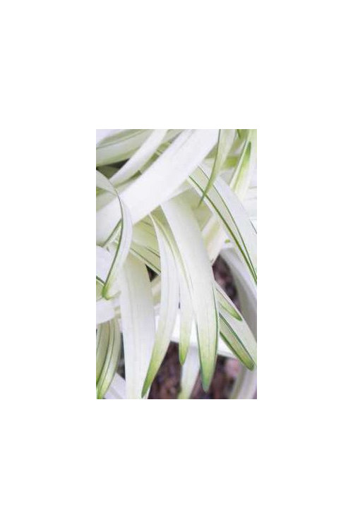 Liriope 'Okina' Liriope muscari